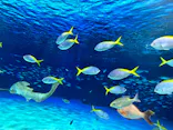 サンシャイン水族館に投稿された画像（2024/3/22）