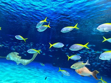 サンシャイン水族館に投稿された画像（2024/3/22）