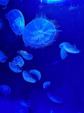 サンシャイン水族館に投稿された画像（2024/3/22）