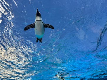 サンシャイン水族館に投稿された画像（2024/3/22）