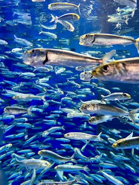アクアワールド茨城県大洗水族館に投稿された画像（2024/3/22）