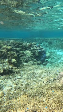 宮古島 ADVENTURE PiPi（ミヤコジマ アドベンチャー ピピ）に投稿された画像（2024/3/22）