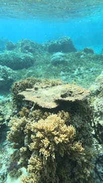 宮古島 ADVENTURE PiPi（ミヤコジマ アドベンチャー ピピ）に投稿された画像（2024/3/22）