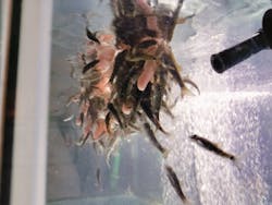 サケのふるさと 千歳水族館に投稿された画像（2024/3/22）