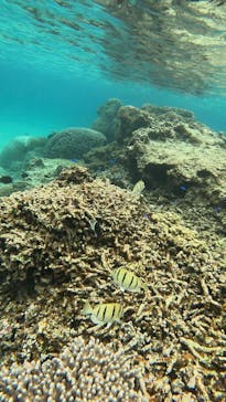 宮古島 ADVENTURE PiPi（ミヤコジマ アドベンチャー ピピ）に投稿された画像（2024/3/22）