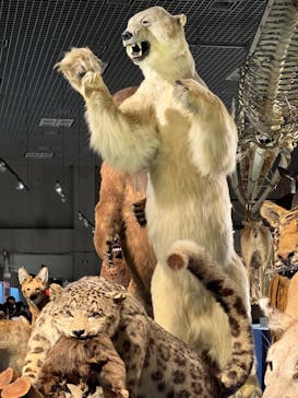 特別展「大哺乳類展３－わけてつなげて大行進」に投稿された画像（2024/3/22）