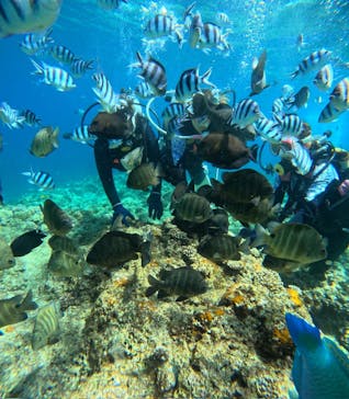 沖縄マリンサービス碧に投稿された画像（2024/3/22）