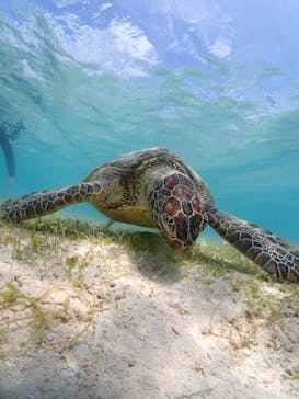 初心者専門宮古島シュノーケリングツアーに投稿された画像（2024/3/22）