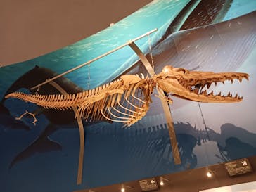 福井県立恐竜博物館に投稿された画像（2024/3/22）