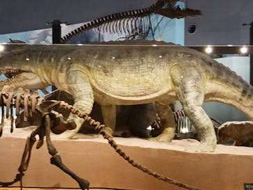 福井県立恐竜博物館に投稿された画像（2024/3/22）