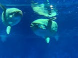 アクアワールド茨城県大洗水族館に投稿された画像（2024/3/22）