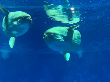 アクアワールド茨城県大洗水族館に投稿された画像（2024/3/22）