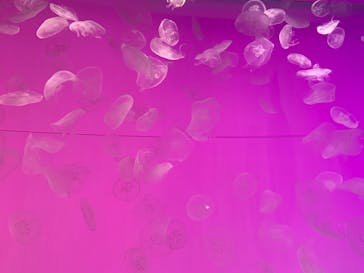 アクアワールド茨城県大洗水族館に投稿された画像（2024/3/22）