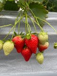 Strawberry Farm シャインベリーに投稿された画像（2024/3/22）