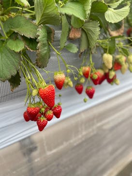 Strawberry Farm シャインベリーに投稿された画像（2024/3/22）