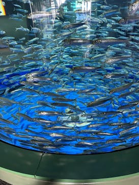 アクアワールド茨城県大洗水族館に投稿された画像（2024/3/22）