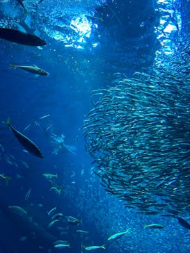 アクアワールド茨城県大洗水族館に投稿された画像（2024/3/22）