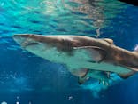 アクアワールド茨城県大洗水族館に投稿された画像（2024/3/22）