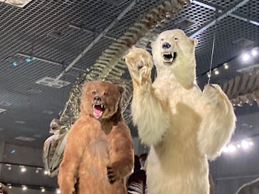 特別展「大哺乳類展３－わけてつなげて大行進」に投稿された画像（2024/3/22）