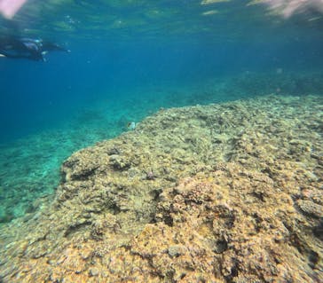 沖縄マリンサービス碧に投稿された画像（2024/3/22）