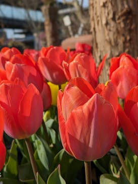 とっとり花回廊に投稿された画像（2024/3/22）