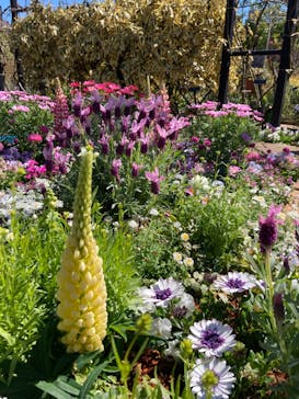 横浜イングリッシュガーデンに投稿された画像（2024/3/22）