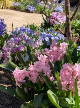 横浜イングリッシュガーデンに投稿された画像（2024/3/22）