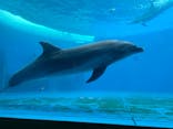 大分マリーンパレス水族館 「うみたまご」に投稿された画像（2024/3/22）