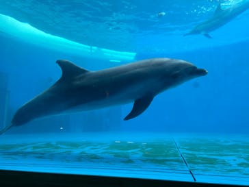 大分マリーンパレス水族館 「うみたまご」に投稿された画像（2024/3/22）