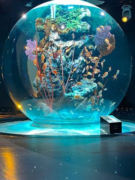 AQUARIUM × ART　atoaに投稿された画像（2024/3/22）