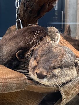 AQUARIUM × ART　atoaに投稿された画像（2024/3/22）