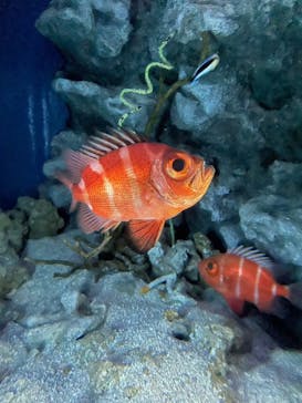 沖縄美ら海水族館に投稿された画像（2024/3/22）