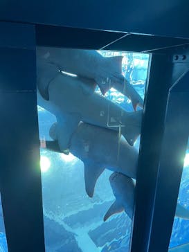 沖縄美ら海水族館に投稿された画像（2024/3/22）