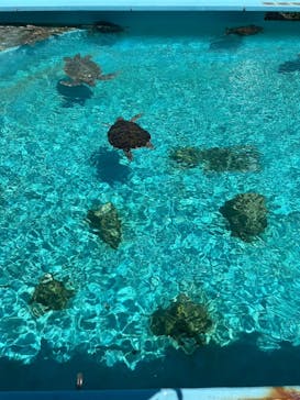 沖縄美ら海水族館に投稿された画像（2024/3/22）