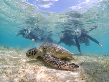 初心者専門宮古島シュノーケリングツアーに投稿された画像（2024/3/22）