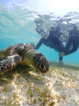 初心者専門宮古島シュノーケリングツアーに投稿された画像（2024/3/22）