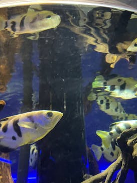 カワスイ 川崎⽔族館に投稿された画像（2024/3/22）