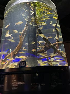カワスイ 川崎⽔族館に投稿された画像（2024/3/22）