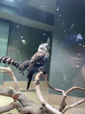 カワスイ 川崎⽔族館に投稿された画像（2024/3/22）