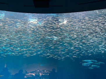 名古屋港水族館に投稿された画像（2024/3/22）