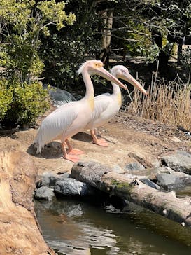 神戸どうぶつ王国に投稿された画像（2024/3/22）