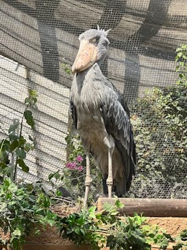 神戸どうぶつ王国に投稿された画像（2024/3/22）