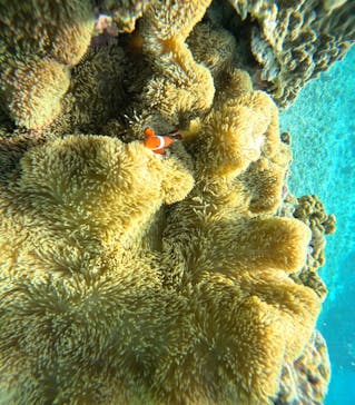 宮古島 ADVENTURE PiPi（ミヤコジマ アドベンチャー ピピ）に投稿された画像（2024/3/22）