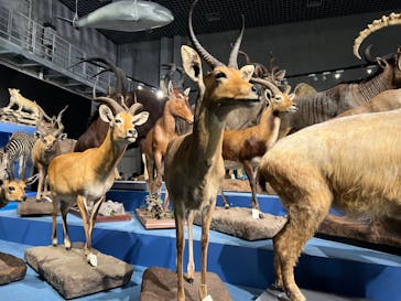 特別展「大哺乳類展３－わけてつなげて大行進」に投稿された画像（2024/3/22）