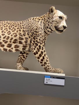 特別展「大哺乳類展３－わけてつなげて大行進」に投稿された画像（2024/3/22）