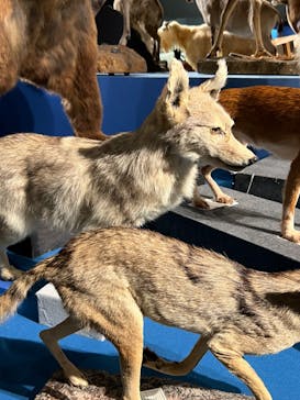 特別展「大哺乳類展３－わけてつなげて大行進」に投稿された画像（2024/3/22）