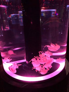 マクセル アクアパーク品川に投稿された画像（2024/3/22）