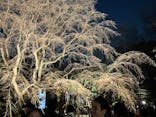 六義園に投稿された画像（2024/3/22）