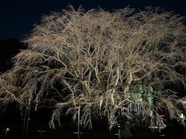 六義園に投稿された画像（2024/3/22）