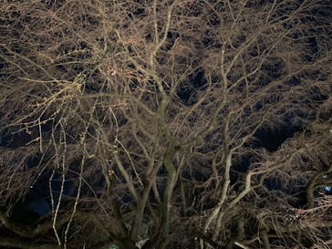 六義園に投稿された画像（2024/3/22）